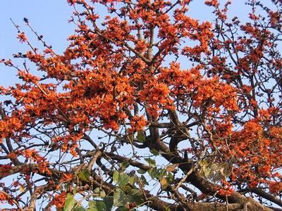 Palash flowers fall on the grass1.jpg